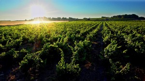 vignoble-pezenas